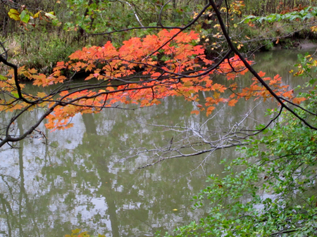 BT-leaves over Tinker's Creek.jpg